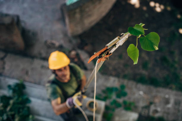 How Our Tree Care Process Works  in  Sugarland Run, VA